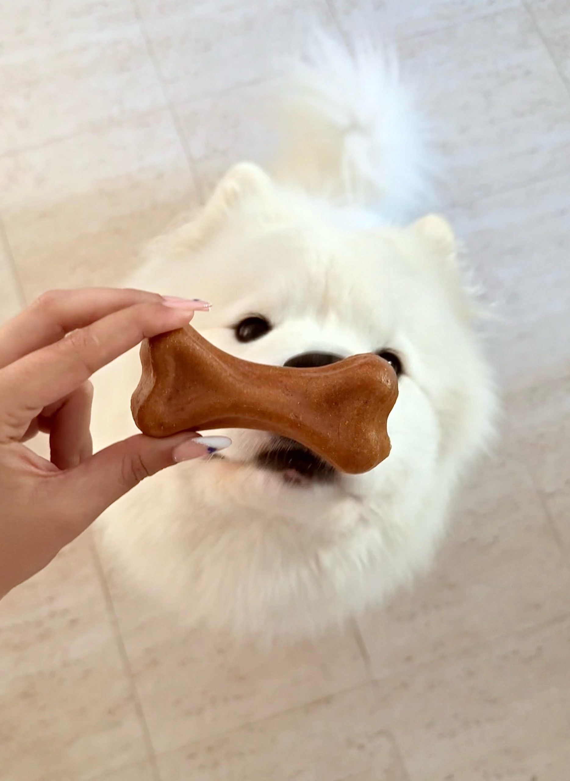 Plutos - Hueso de Queso & Cordero para perros - Imagen 2