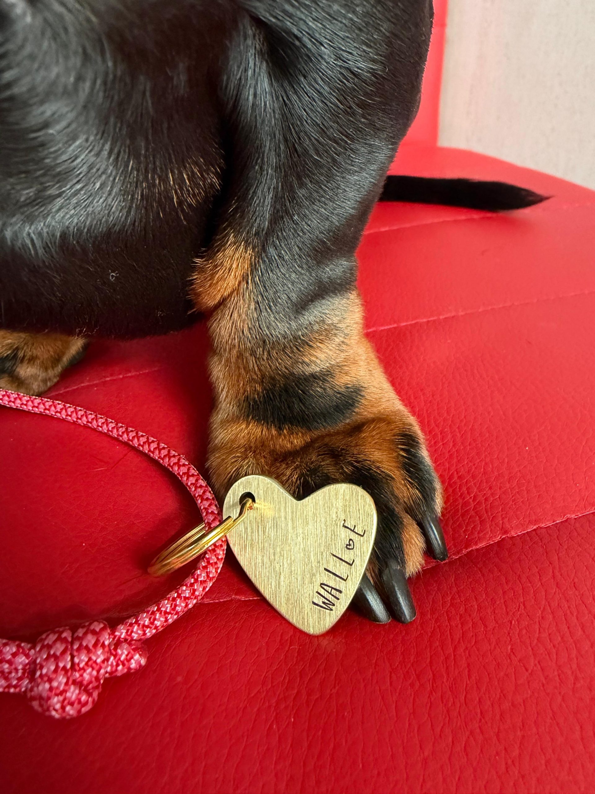 Chapa Identificativa CUORE - Imagen 5